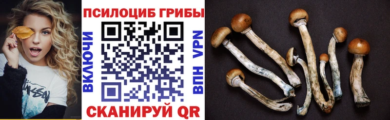 даркнет сайт Жердевка Псилоцибиновые грибы Psilocybe